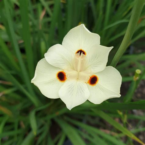Dietes bicolor fortnight lily