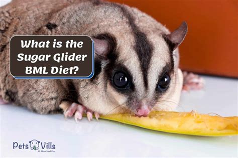 Bml sugar glider diet